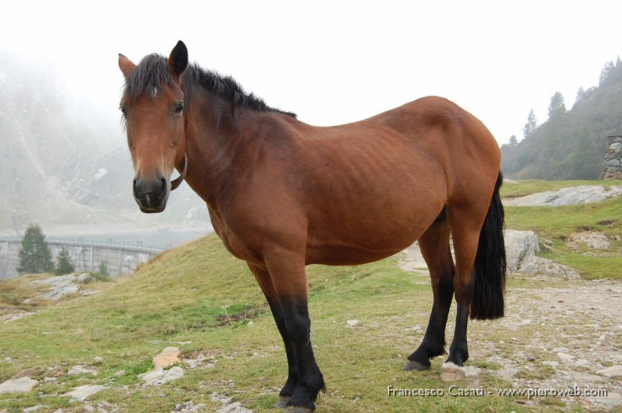 6-Cavallino in posa.jpg